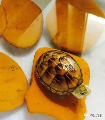 怎么培养龟的雄性,12公分的北美龟不凶怎么弄