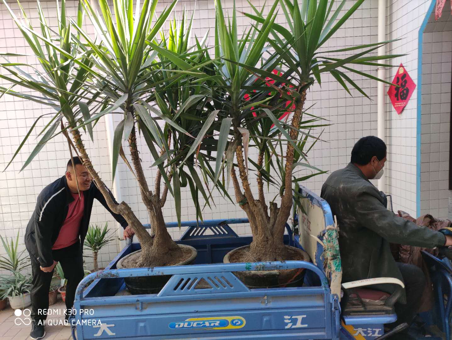 培育十二、三年、免费赠人。再见，一对挺拔的荷兰铁“哥们”!