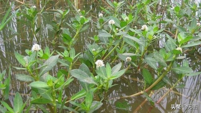 茎像“空心菜”花像“莲花”，农村到处可见，却很少人知其用途