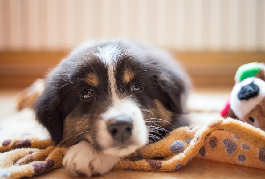 小狗受伤了怎么处理伤口,小狗外伤伤口一般多久能自愈