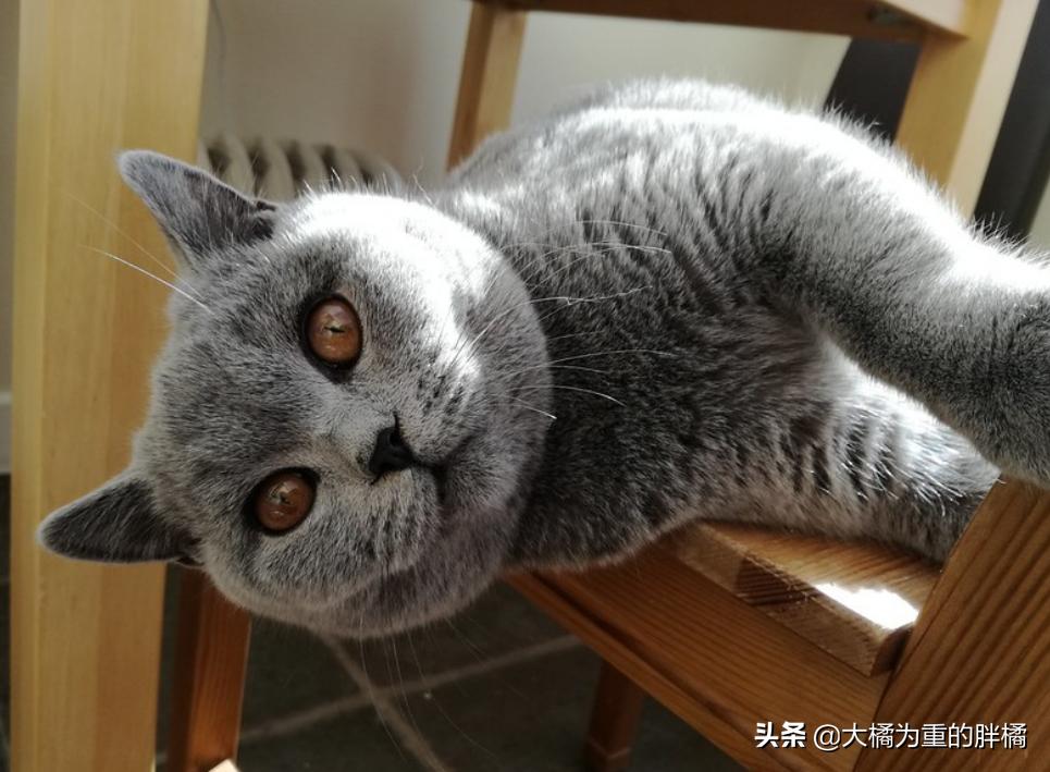 英国短毛猫有哪些疾病,英国短毛猫的5个缺点