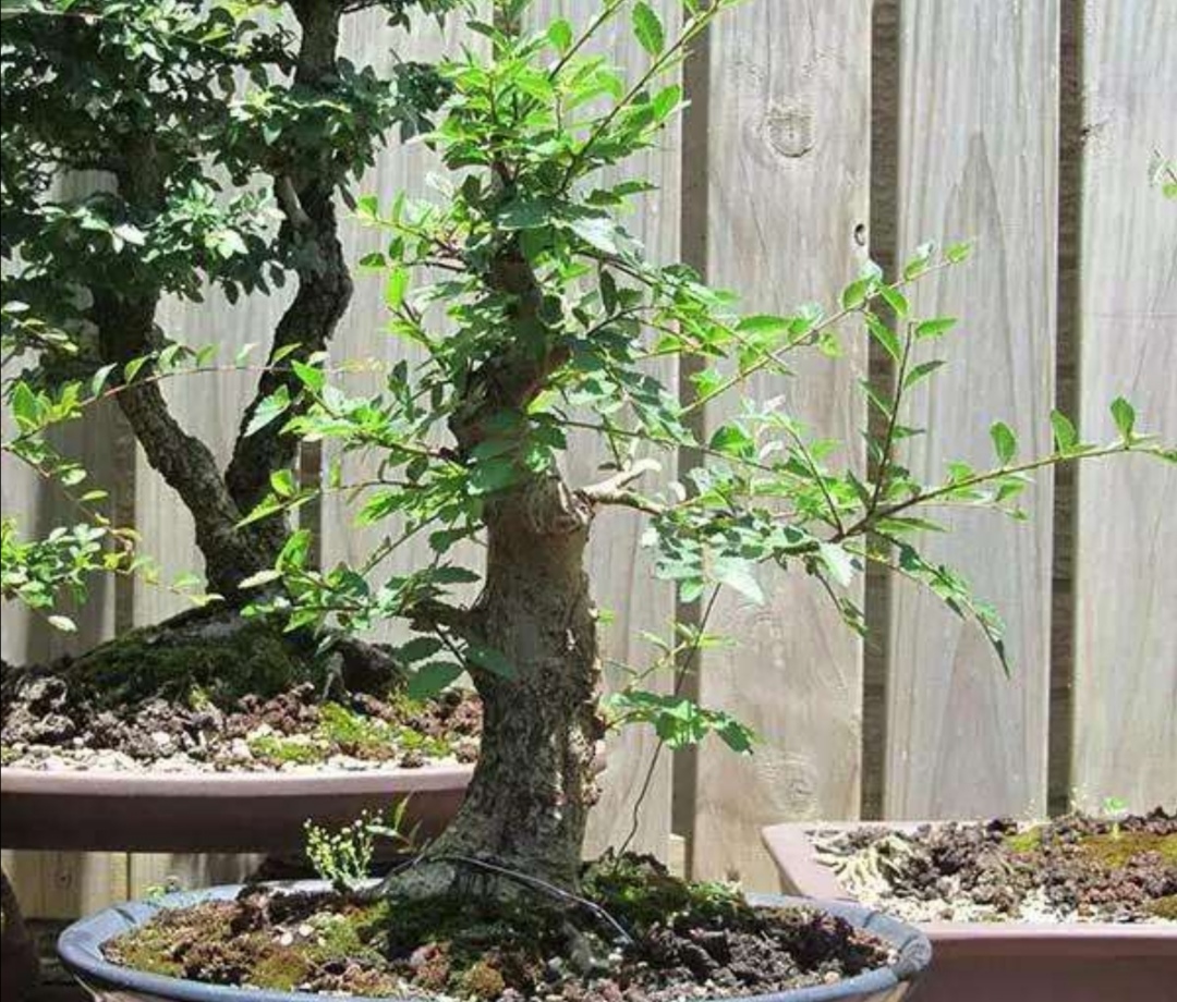 榆树盆景悬崖式造型大全,榆树盆景长叶