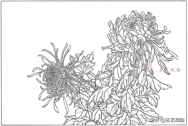工笔画白描花卉图片大全,工笔画线描花卉菊花