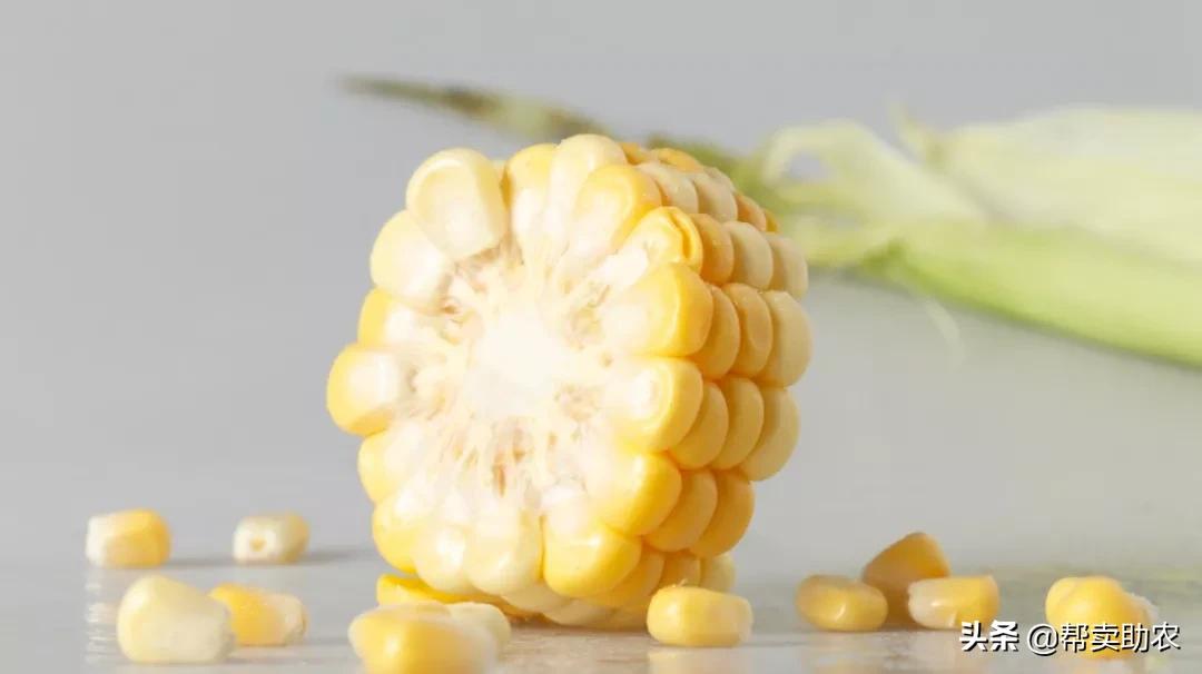 来自东北黑土地的甜糯玉米,云南水果玉米新鲜香甜多汁
