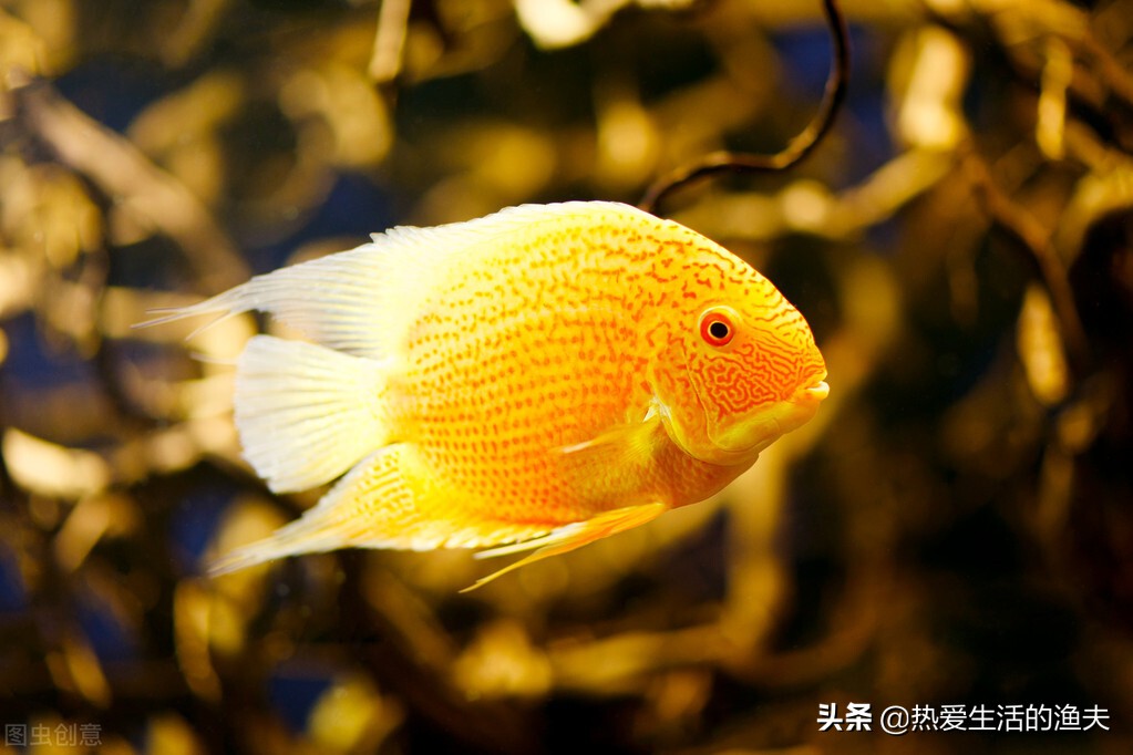 新入缸的鱼侧躺了怎么办,新鱼入缸其他鱼趴缸怎么回事