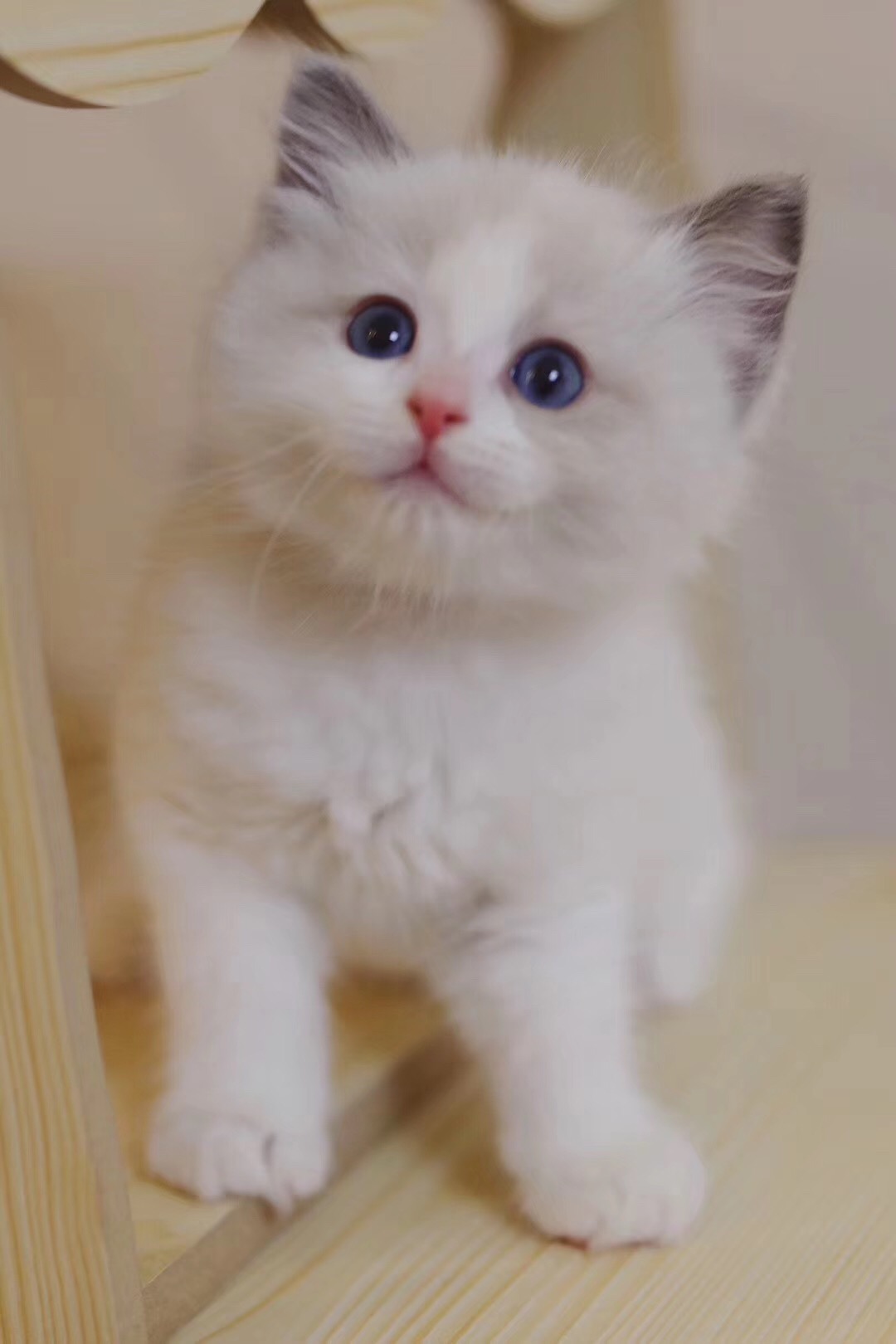 禁养猫名单布偶,养猫不封窗布偶