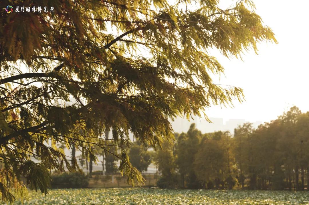 速来!园博苑有让*欲人**罢不能的季相变化之美,还有众多萌物陪伴你~