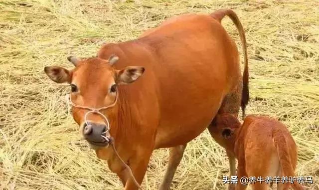 适合生产雪花牛肉的中国牛品种,夏洛莱和黑白花牛杂交是啥品种