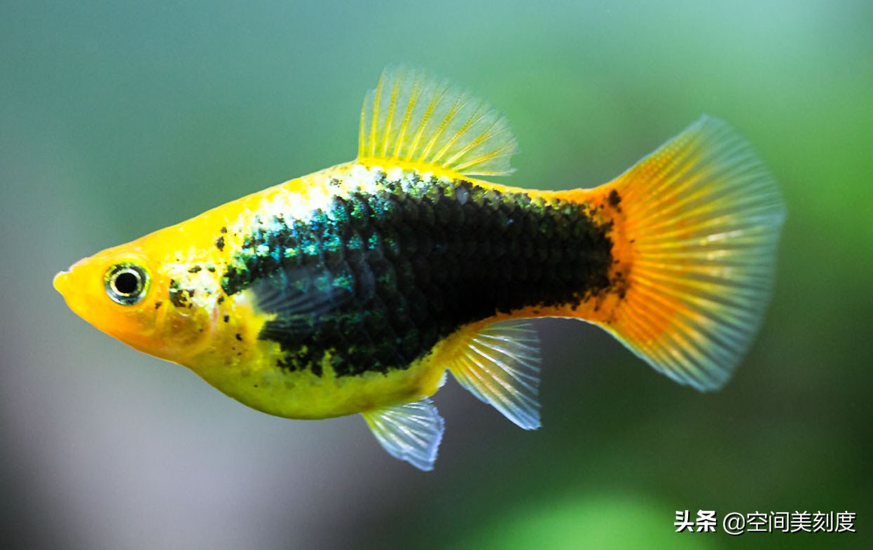 好养耐活的热带观赏鱼都有哪些,既好养又好看的热带观赏鱼