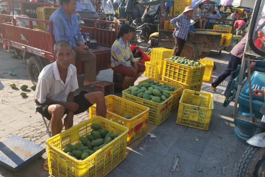 疫情防控造成红薯滞销,疫情突如其来农产品滞销