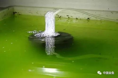 鍏婚噾楸兼按鑽夐暱寰楀揩,钃濈櫧鐖嗚椈鐏吇閲戦奔