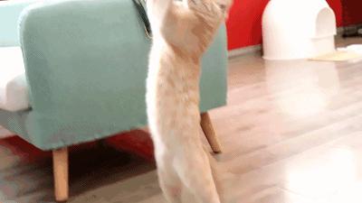 猫主子驾到,猫咪主子驾到