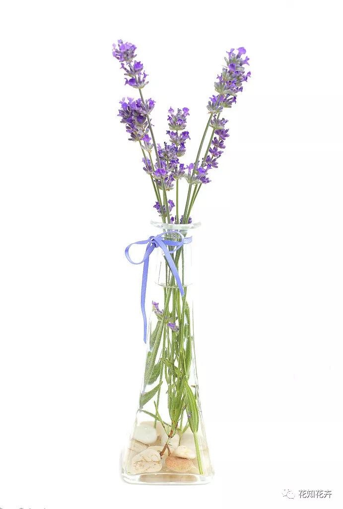 薰衣草真假精油的鉴别方法,熏衣草干花真假辨别