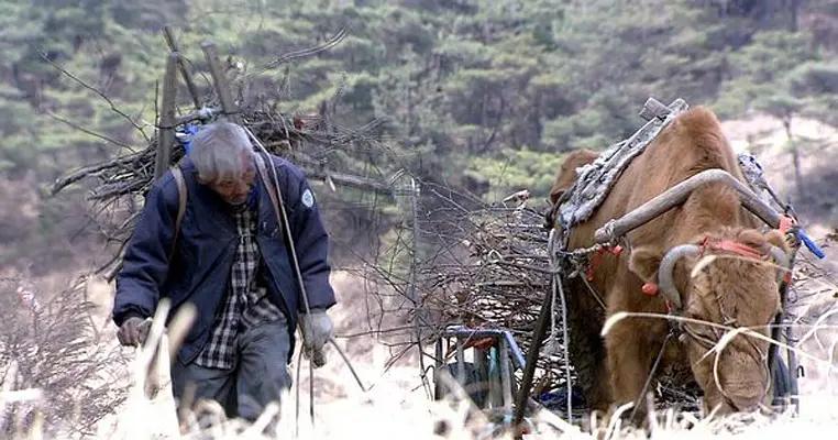 40岁老黄牛流泪帮主人养大9个子女,老牛替老头养育九个儿女