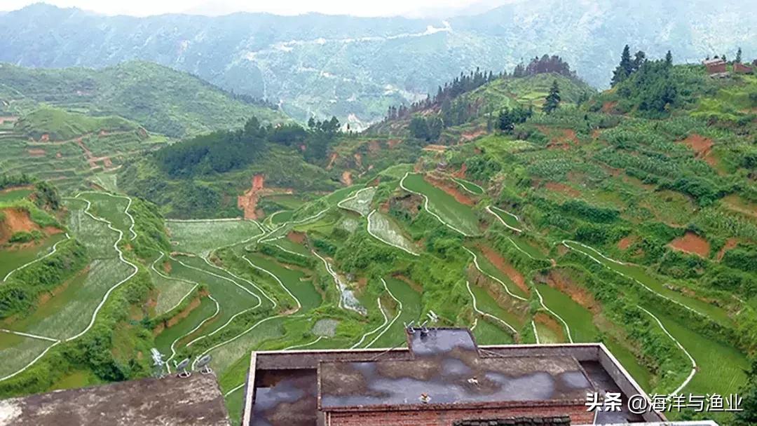 稻渔种养技术浙江,稻渔综合种养田间工程