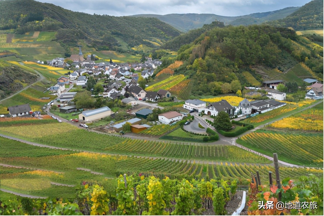 农场乡村振兴具体实施哪些项目,乡村振兴都市型休闲农业发展前景