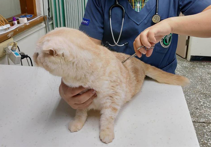 猫咪缺钙瘸脚是什么样的,猫咪跛脚是狂犬病吗