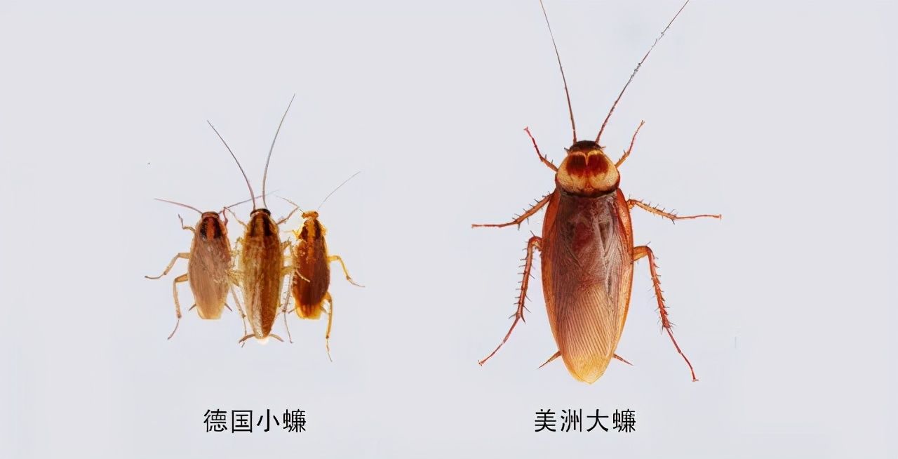 南方的蟑螂还是北方蟑螂厉害,南方蟑螂和北方小强哪个厉害