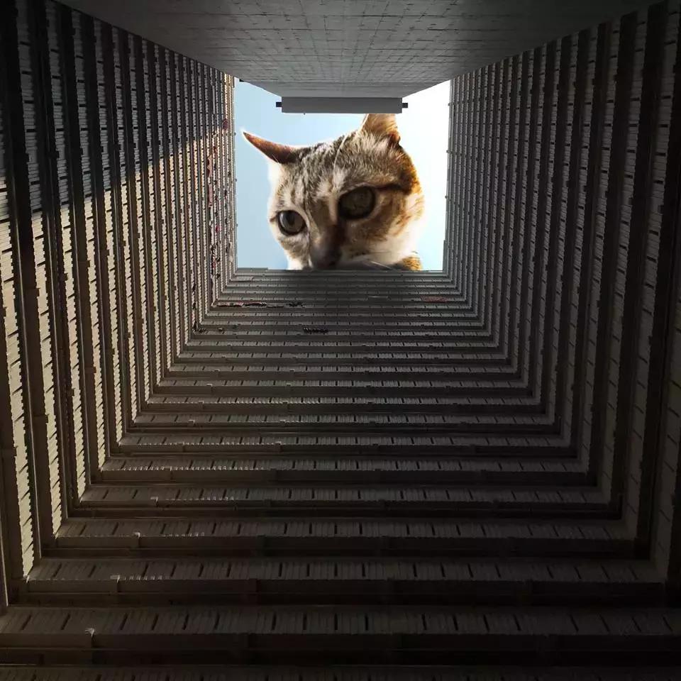 猫猫被猫抓伤了怎么办,猫猫被别的猫抓伤了怎么办