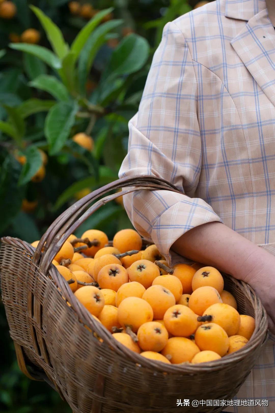 陕西水果第一大省有什么水果,陕西盛产水果吗