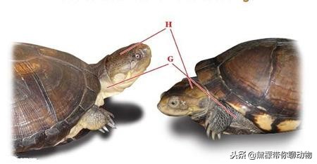 落枕病患者——萌萌的侧颈龟