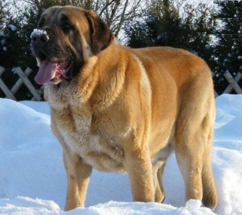 世上最凶猛的巨獒,全国十大猛犬巴西獒犬只排第五名