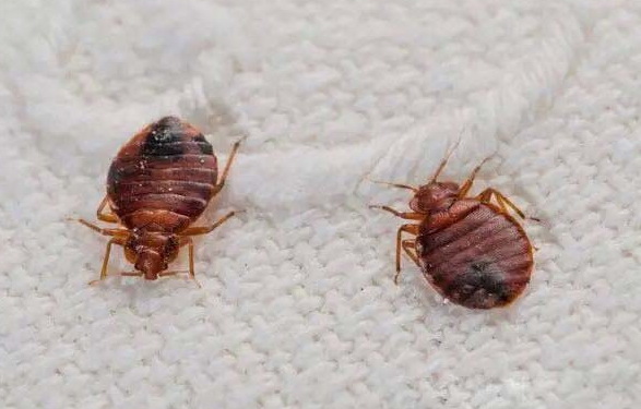 那些臭虫一般的躲在哪里啊,臭虫一般夏天它喜欢什么地方