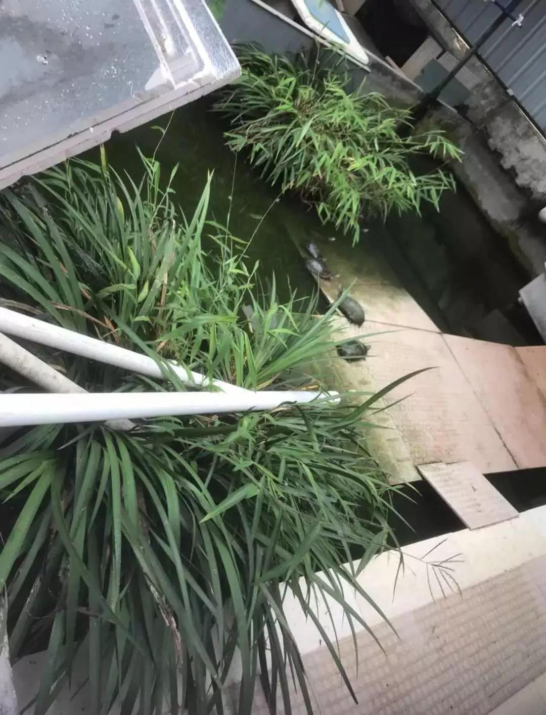 顺德龟苓膏正宗店铺,台山老字号龟苓膏