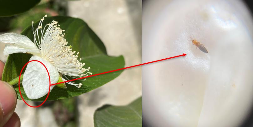 番石榴蓟马怎么治,石榴花期如何防治蓟马