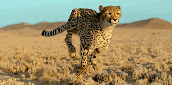 金钱豹逃跑过程,金钱豹最怕什么动物