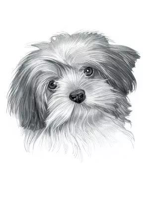 素描动物入门知识,素描动物简单入门教程狗