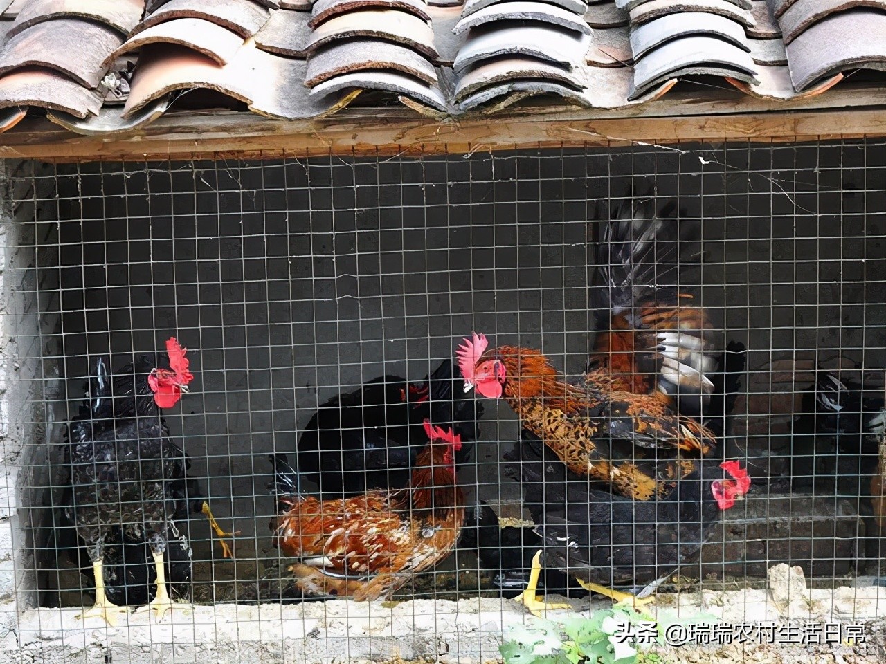 冬季养鸡大肠杆菌病的防治方法,散养鸡大肠杆菌防治方法