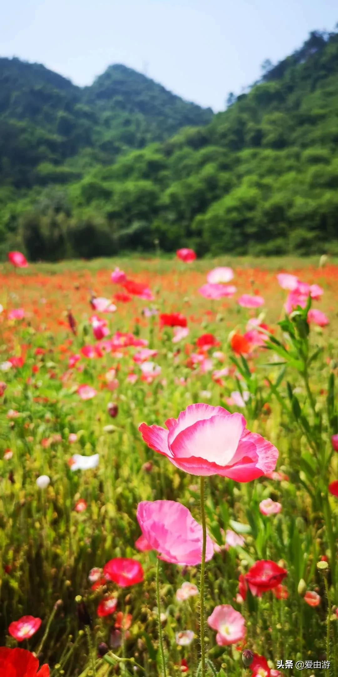 疫情后旅行新玩法,“州”游之衢州四天三夜