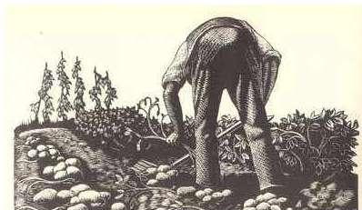 爱尔兰饥荒真实事件,爱尔兰饥荒真实原因