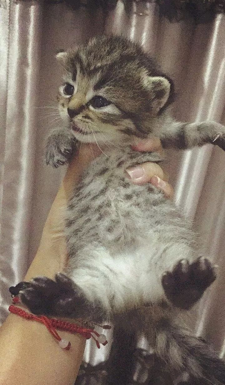 一个人养猫有什么烦恼,一个人生活养只狗靠谱吗