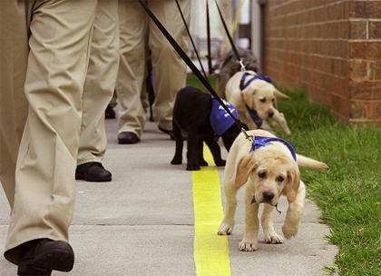 紫心勋章导盲犬,导盲犬没有勋章的视频