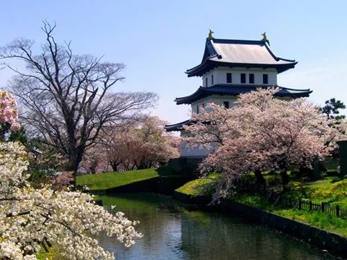 等你盛开，北海道之樱（文末也有福利在等你）