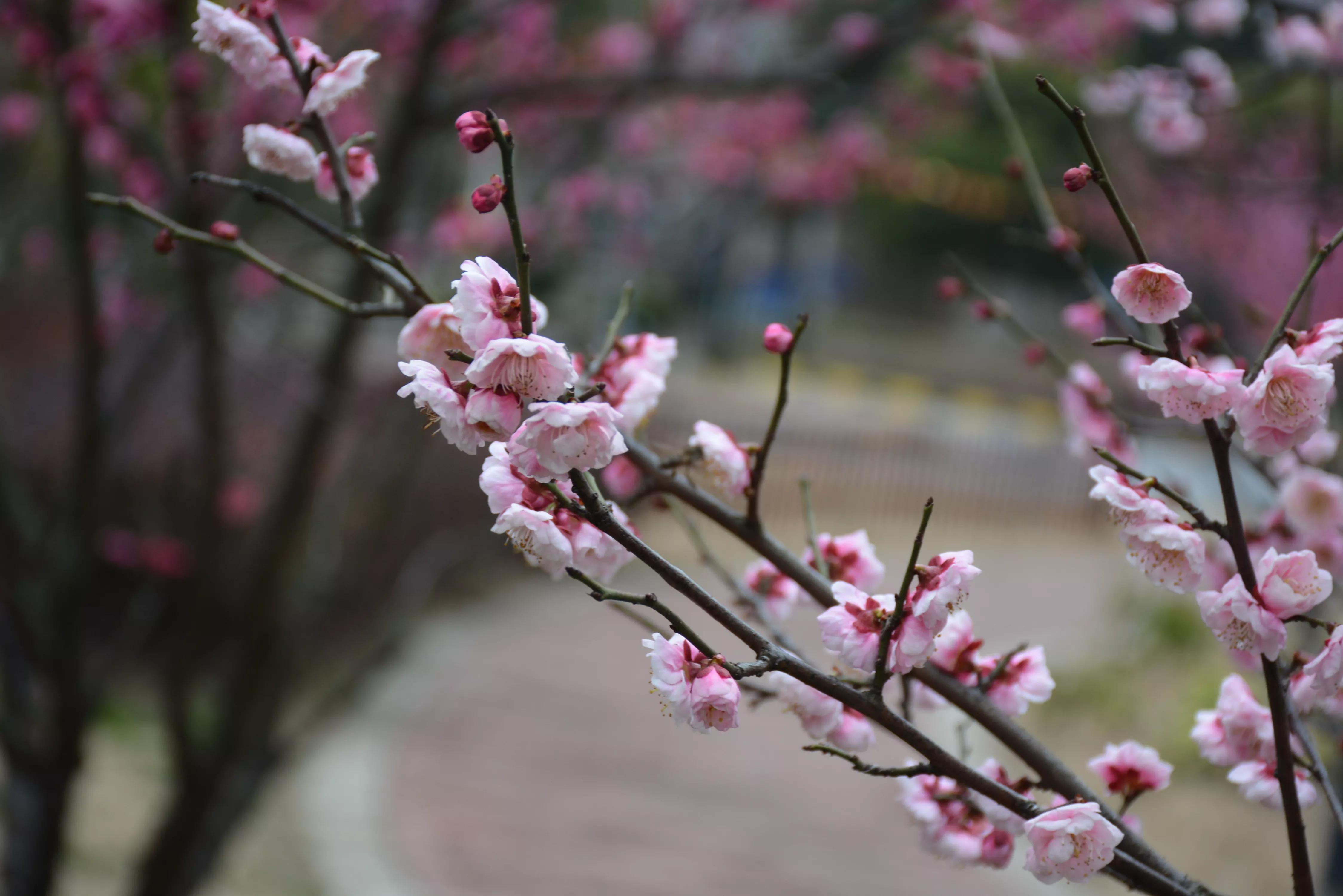 能坚持四季如春就好了（湖畔雅居的春天）