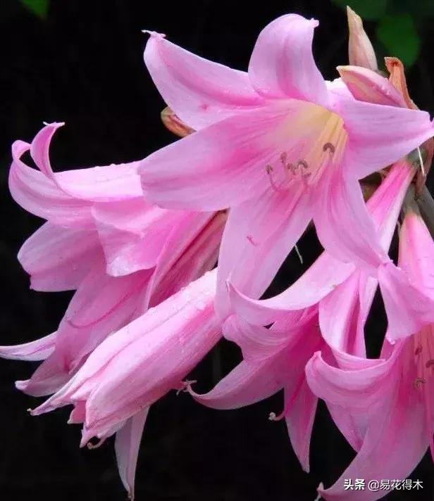 百合花开花后怎么留种球,百合花开花后晒太阳吗