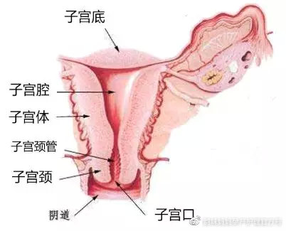 产后复旧期子宫是什么意思,产后42天子宫复旧不良一直出血