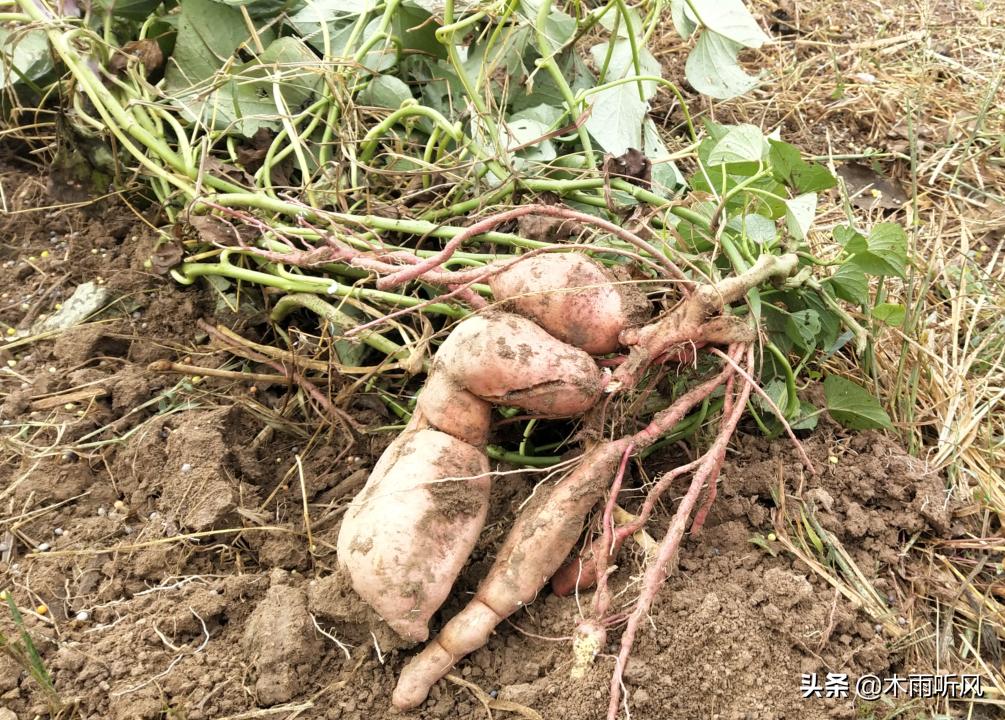 红薯苗用什么药蘸根防治地下害虫,防治红薯地下钻蛀害虫有哪些药