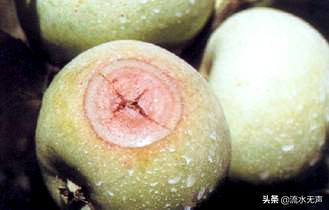 轮纹病最佳防治方法,轮纹病防治用什么农药