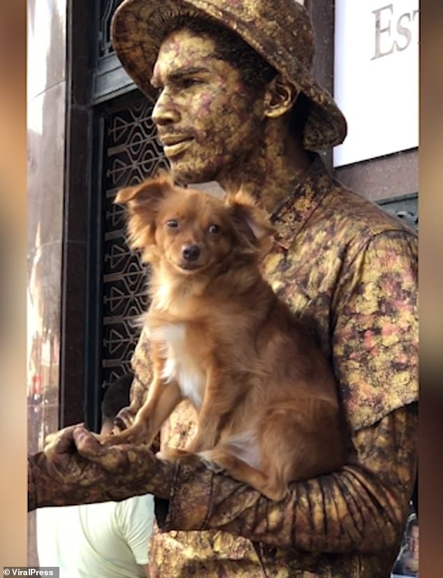 狗伪装成了金狮雕像,狗狗充当雕像