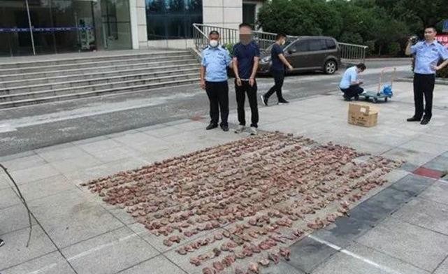 男子使用万元“神器”专业打鸟！3个月干掉1000余只斑鸠