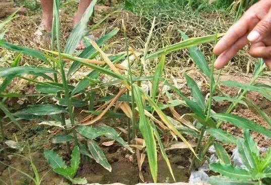 生姜催芽时伤口长毛怎么回事,生姜降温效果最好的方法