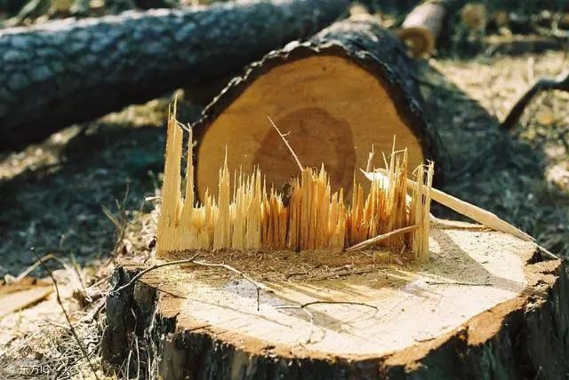 铝材家具好还是木材家具好,做家具什么木材最好最环保