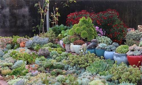 多肉全部搬到户外养,多肉观赏性强怎么办
