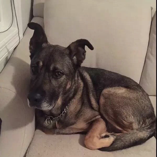 看神犬小七第三季全集,看神犬小七第一季看哭了