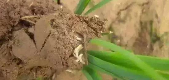 如何区分4类地下害虫的危害特点,田间害虫多该怎样消灭地下害虫