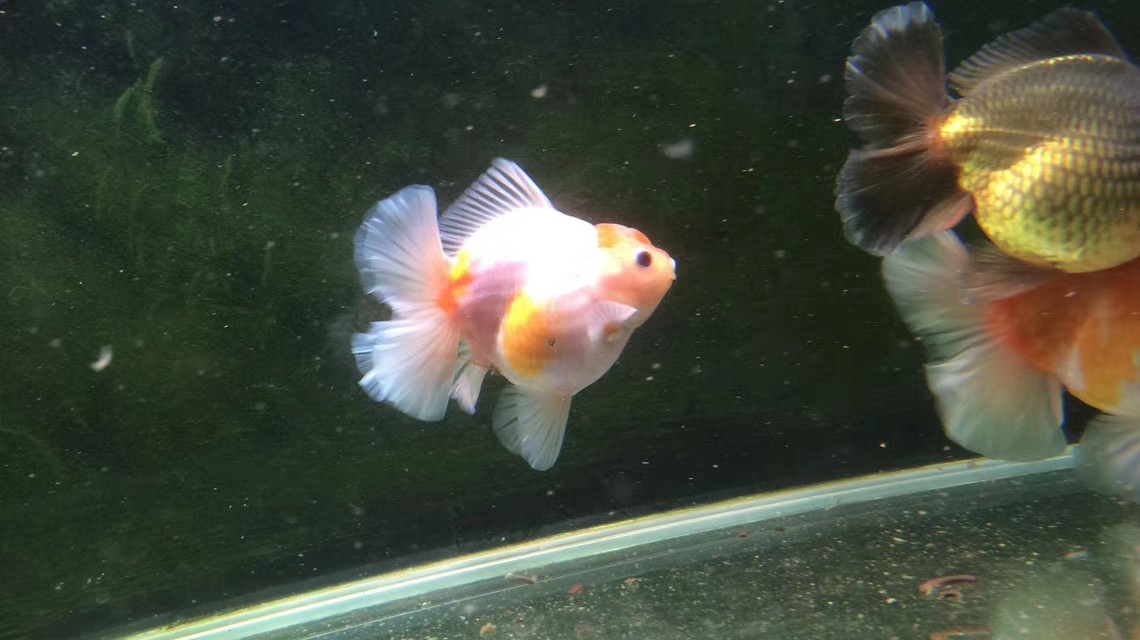 金鱼白点病加温要几天,金鱼平时水温多少度预防白点病